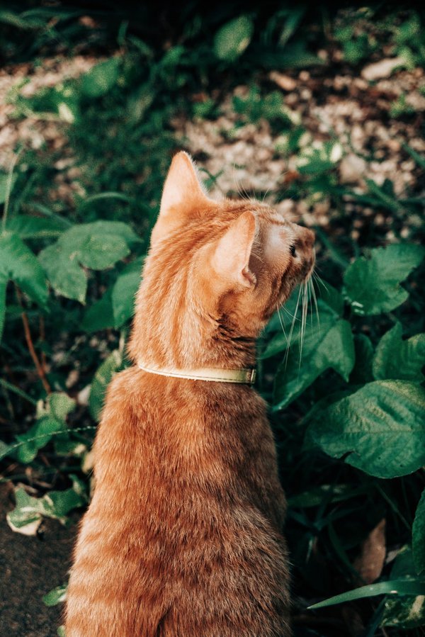 Come progettare un'area relax nel giardino sfruttando al meglio gli alberi esistenti?